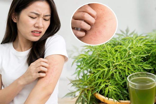 4 sai lầm khi dùng lá đinh lăng có thể gây hại cho sức khỏe